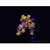 WYSIWYG RAH Acropora Pink Floyd 5O2