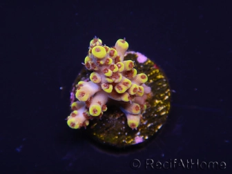 WYSIWYG RAH Acropora Pink Floyd 5O2