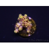 WYSIWYG RAH Acropora Pink Floyd 5O2