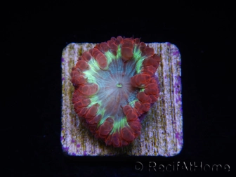 WYSIWYG Blastomussa vivida Ultra 1