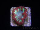 WYSIWYG Blastomussa vivida Ultra 1