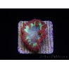 WYSIWYG Blastomussa vivida Ultra 1