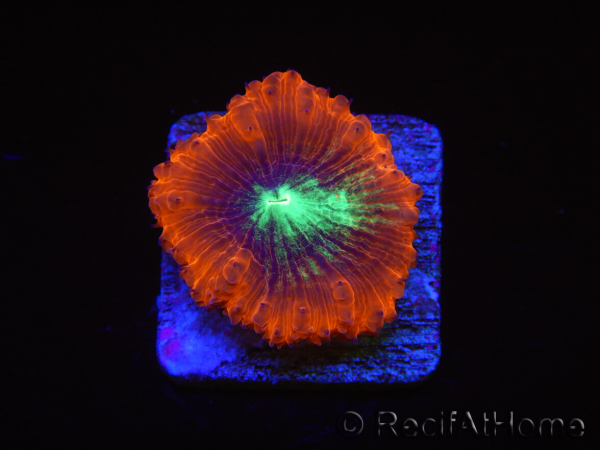WYSIWYG Blastomussa vivida Ultra 2