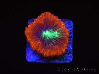 WYSIWYG Blastomussa vivida Ultra 2