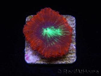 WYSIWYG Blastomussa vivida Ultra 2