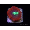 WYSIWYG Blastomussa vivida Ultra 2
