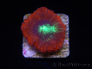WYSIWYG Blastomussa vivida Ultra 2