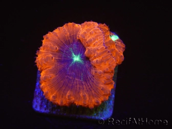 WYSIWYG Blastomussa vivida Ultra 3