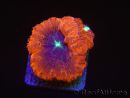 WYSIWYG Blastomussa vivida Ultra 3