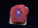 WYSIWYG Blastomussa vivida Ultra 3