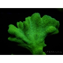 Psammocora Green Branching