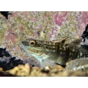 Amblygobius phalaena 7-9 cm