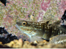 Amblygobius phalaena 7-9 cm