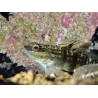 Amblygobius phalaena 7-9 cm