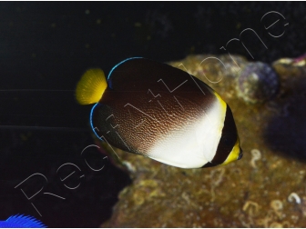 Chaetodontoplus mesoleucus 6-8 cm