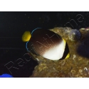 Chaetodontoplus mesoleucus 6-8 cm