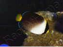 Chaetodontoplus mesoleucus 6-8 cm