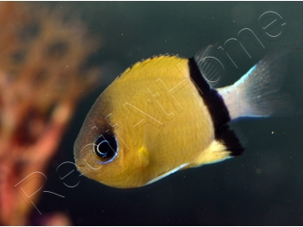Chromis retrofasciata 2-4 cm