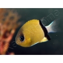 Chromis retrofasciata 2-4 cm
