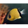 Chromis retrofasciata 2-4 cm
