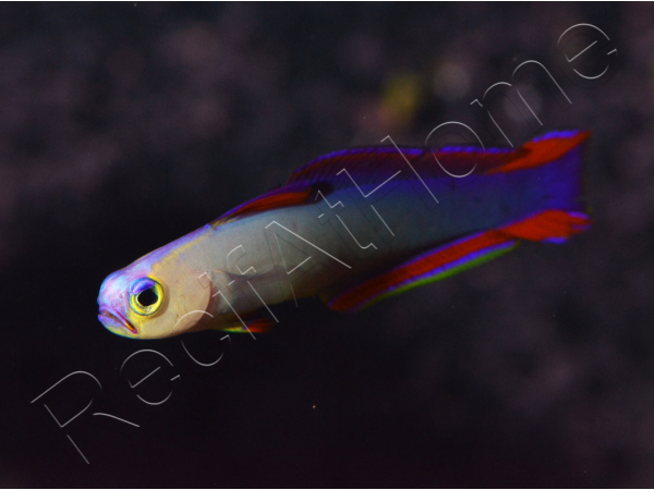 Nemateleotris decora 4-6 cm