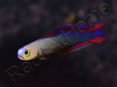 Nemateleotris decora 4-6 cm
