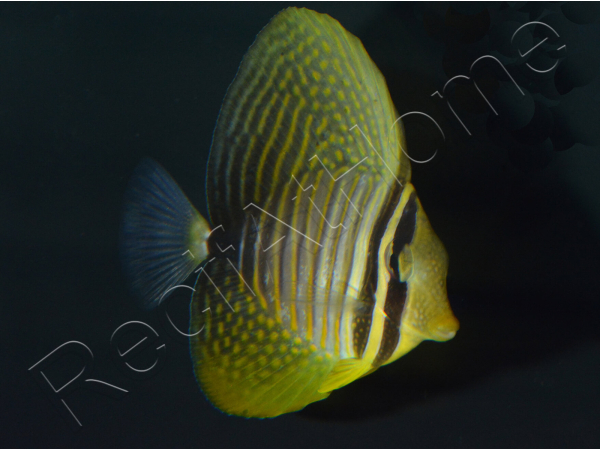 Zebrasoma desjardinii 5-7 cm