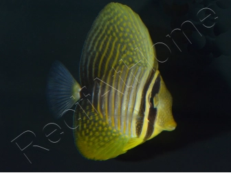 Zebrasoma desjardinii 5-7 cm
