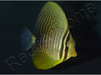 Zebrasoma desjardinii 5-7 cm