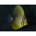 Zebrasoma desjardinii 5-7 cm