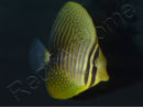 Zebrasoma desjardinii 5-7 cm