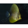 Zebrasoma desjardinii 5-7 cm