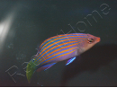 Pseudocheilinus hexataenia 4-6 cm