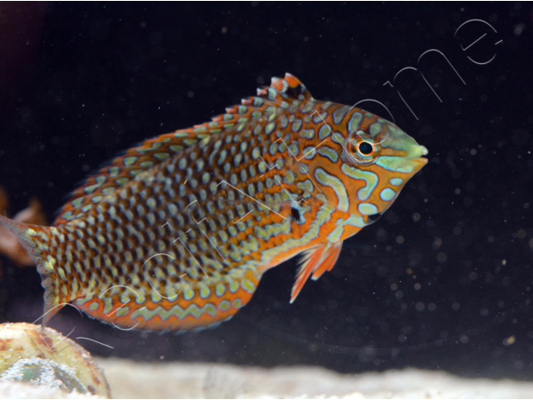 Macropharyngodon ornatus