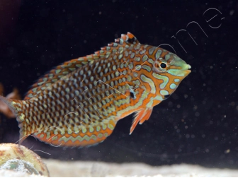 Macropharyngodon ornatus
