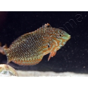 Macropharyngodon ornatus
