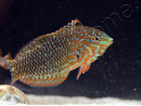 Macropharyngodon ornatus