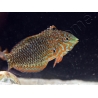 Macropharyngodon ornatus