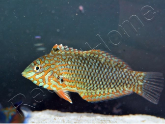Macropharyngodon ornatus