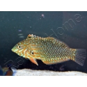 Macropharyngodon ornatus