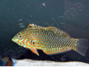 Macropharyngodon ornatus
