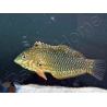 Macropharyngodon ornatus