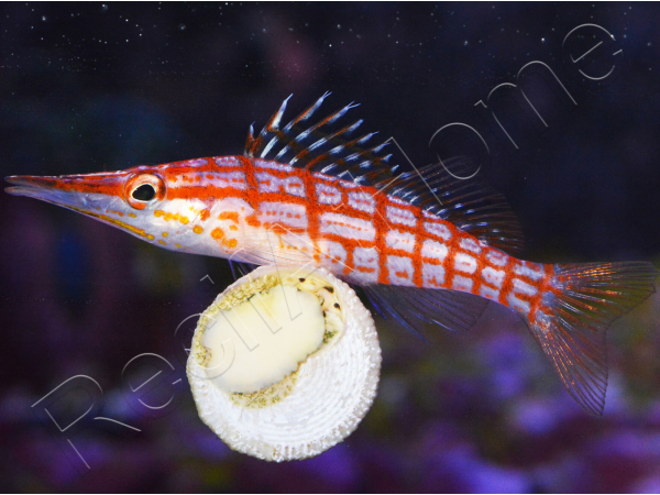 Oxycirrhites typus 5-7 cm