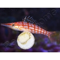 Oxycirrhites typus 5-7 cm