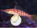 Oxycirrhites typus 5-7 cm