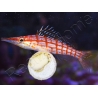 Oxycirrhites typus 5-7 cm
