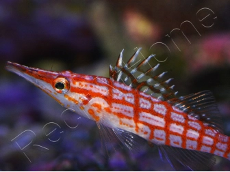 Oxycirrhites typus 5-7 cm