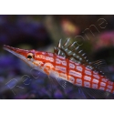 Oxycirrhites typus 5-7 cm