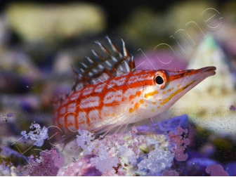 Oxycirrhites typus 5-7 cm