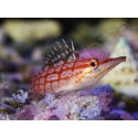 Oxycirrhites typus 5-7 cm